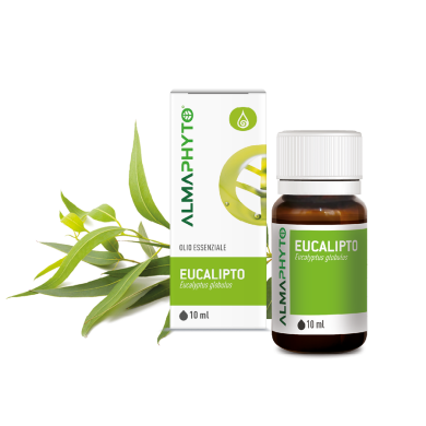 EUCALIPTO