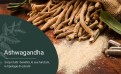 Ashwagandha: la pianta miracolosa dall’India