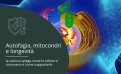 Autofagia, mitocondri e longevità: la scienza spiega come le cellule si rinnovano e come supportarle